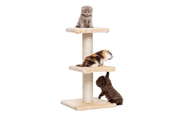 claves para gatunizar tu casa y evitarle peligros a tu gato claves para gatunizar tu casa y evitarle peligros a tu gato