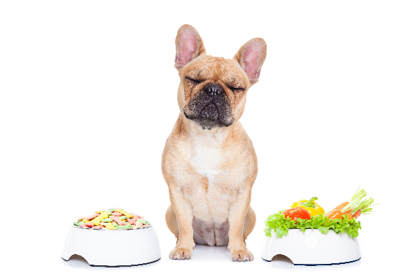 la dieta clave para mejorar la artrosis en perros con sobrepeso la dieta clave para mejorar la artrosis en perros con sobrepeso