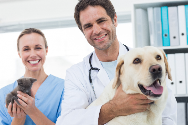 la identificacin de las mascotas ha permitido recuperar ms de 2500 animales en catalua la identificacin de las mascotas ha permitido recuperar ms de 2500 animales en catalua