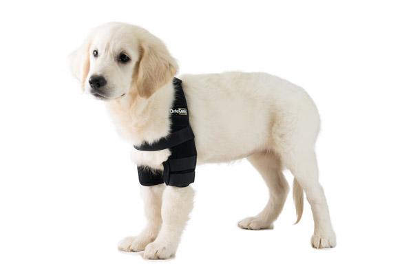 ortesis para mejorar la calidad de vida de los perros ortesis para mejorar la calidad de vida de los perros