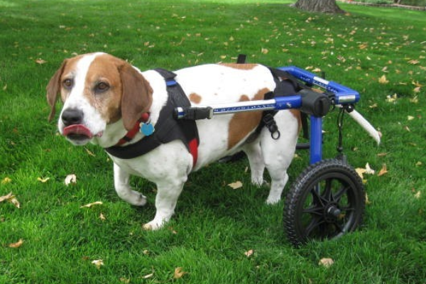 mejorar la vida de los perros discapacitados objetivo de ortocanis mejorar la vida de los perros discapacitados objetivo de ortocanis