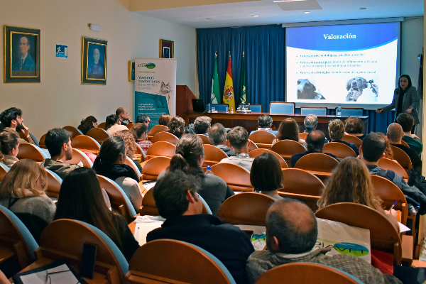 los veterinarios de sevilla ahondan en la otitis multiresistente los veterinarios de sevilla ahondan en la otitis multiresistente