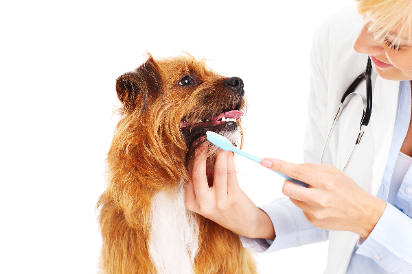 vuelve la campaa de higiene y salud dental de zoetis vuelve la campaa de higiene y salud dental de zoetis