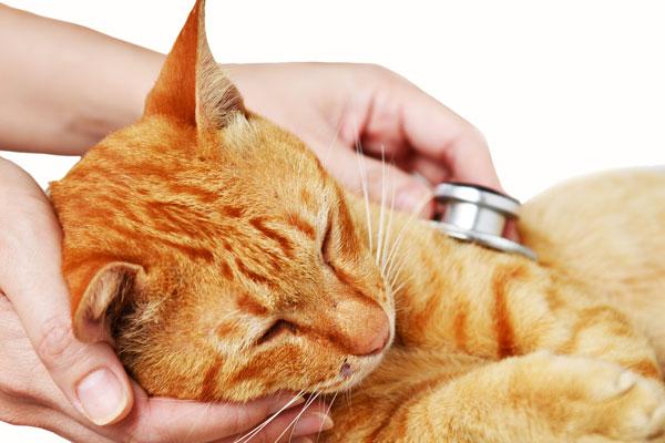 anemia no regenerativa en gatos sntomas y causas anemia no regenerativa en gatos sntomas y causas