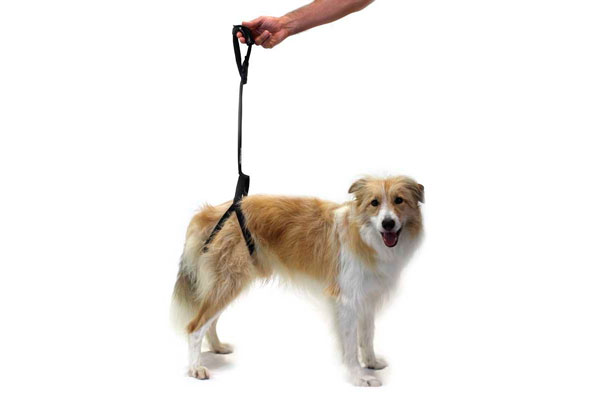 un arns para dar seguridad estabilidad y soporte a los perros con movilidad reducida un arns para dar seguridad estabilidad y soporte a los perros con movilidad reducida