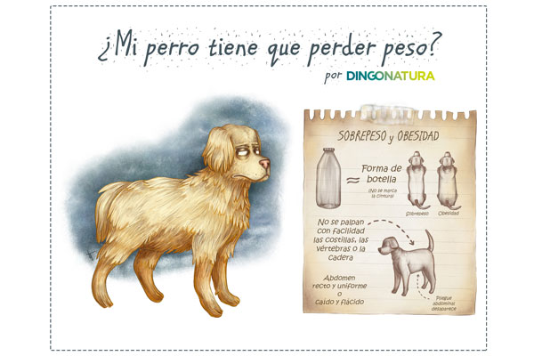 claves para controlar el peso de nuestras mascotas claves para controlar el peso de nuestras mascotas