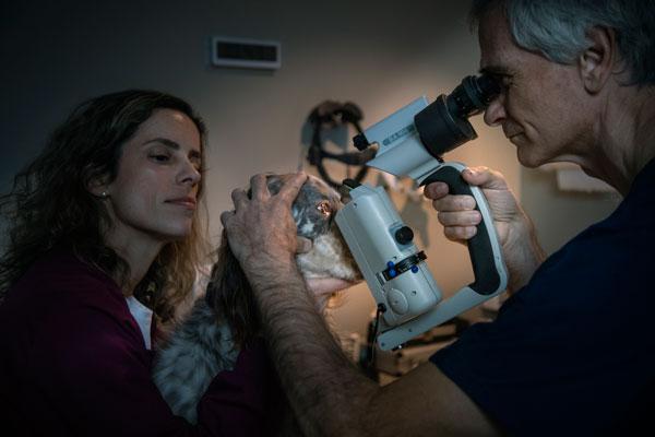 el ivo impartir nuevos cursos de oftalmologa veterinaria dirigidos por paco sim el ivo impartir nuevos cursos de oftalmologa veterinaria dirigidos por paco sim
