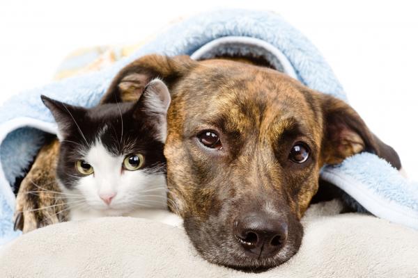 la reduccin del iva veterinario se aleja la reduccin del iva veterinario se aleja