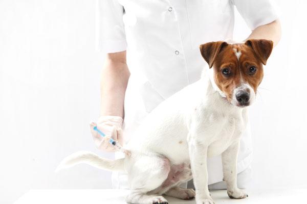 animalhealtheurope-h