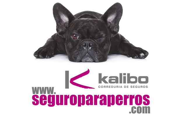 kalibo da un nuevo impulso a sus seguros para perros kalibo da un nuevo impulso a sus seguros para perros
