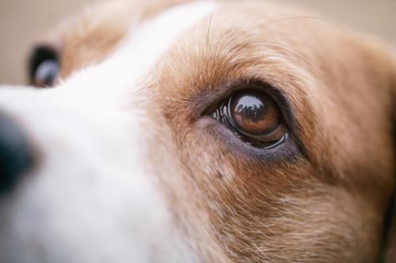 pharmadiet veterinaria mantiene su compromiso con la medicina ocular pharmadiet veterinaria mantiene su compromiso con la medicina ocular