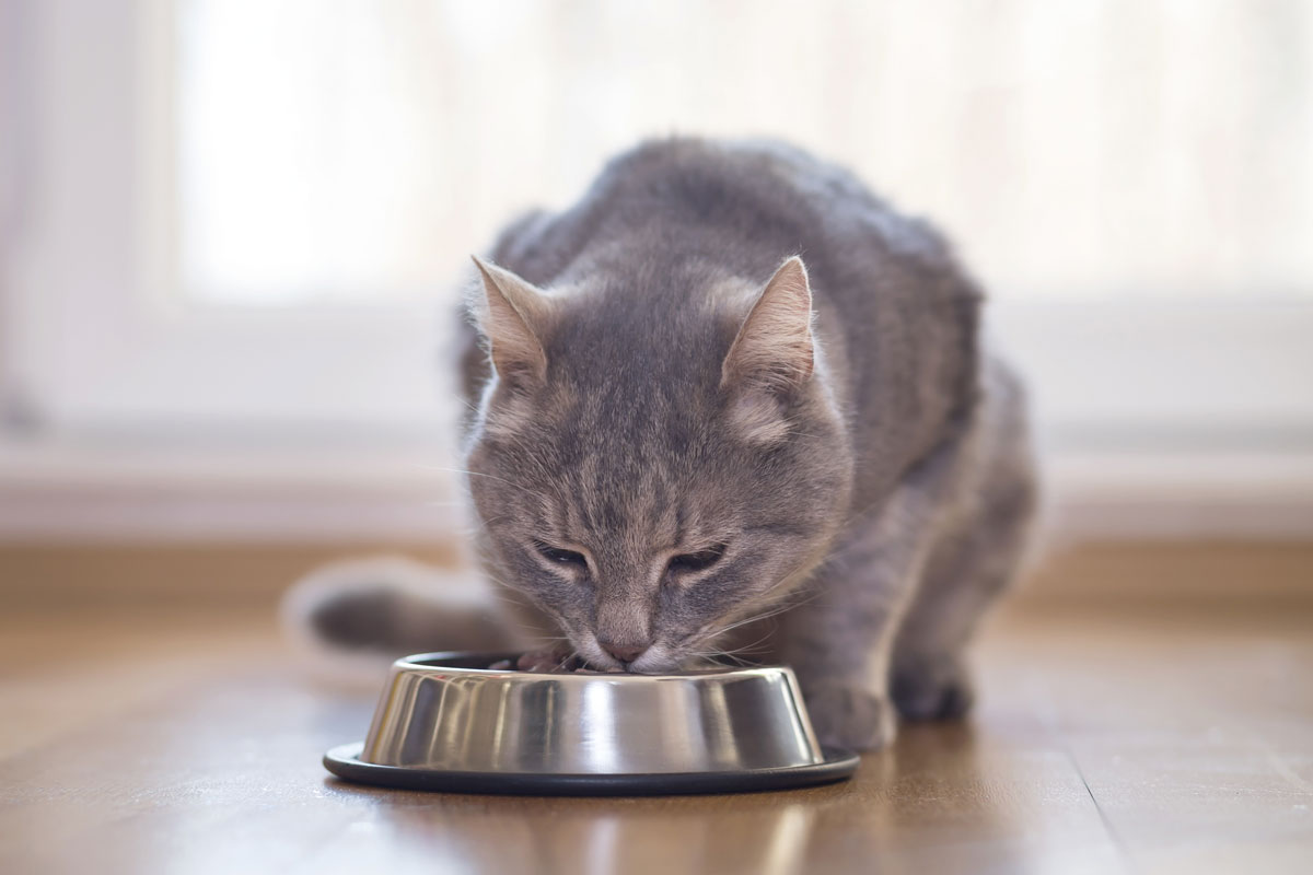nutricin completa y especfica para gatos con dechra nutricin completa y especfica para gatos con dechra