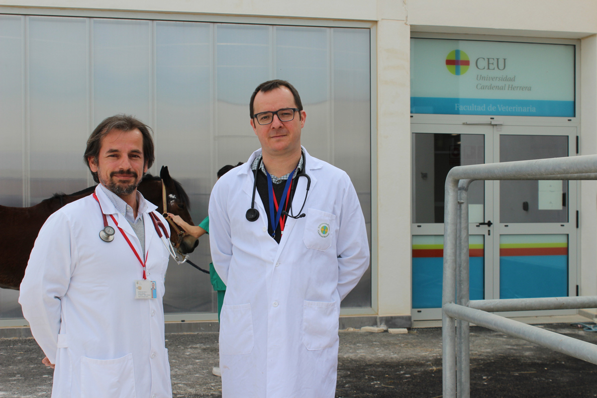 el hcv ceu pionero en el uso de electroquimioterapia en oncologa veterinaria el hcv ceu pionero en el uso de electroquimioterapia en oncologa veterinaria