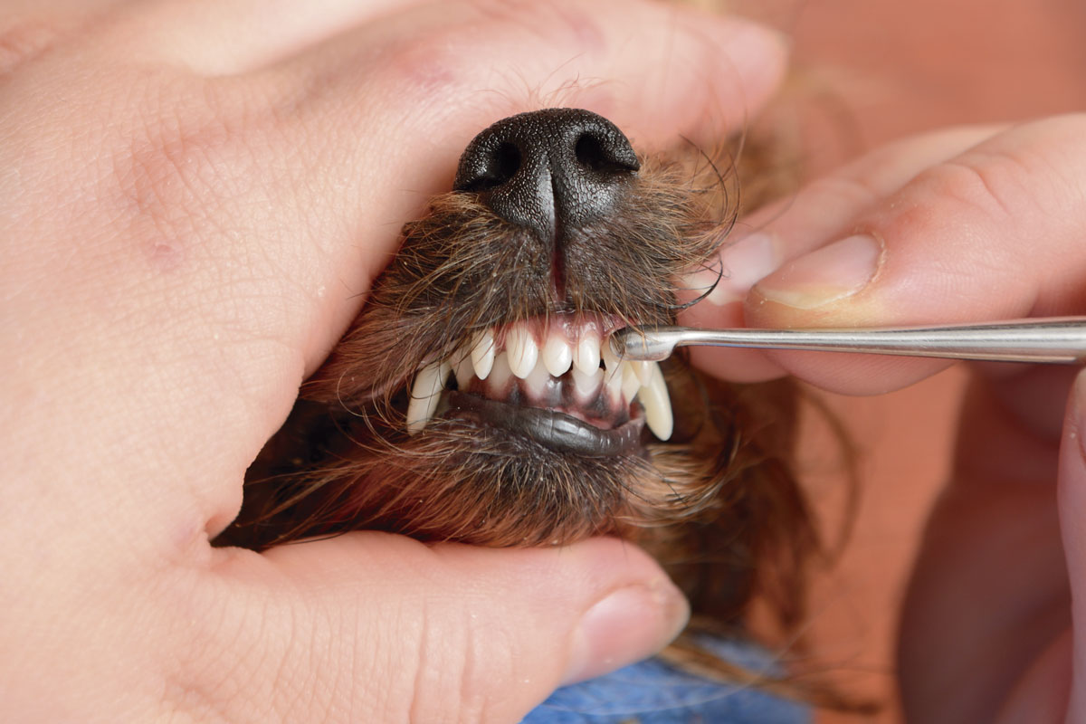 todos los tratamientos en odontologa humana se aplican en veterinaria todos los tratamientos en odontologa humana se aplican en veterinaria