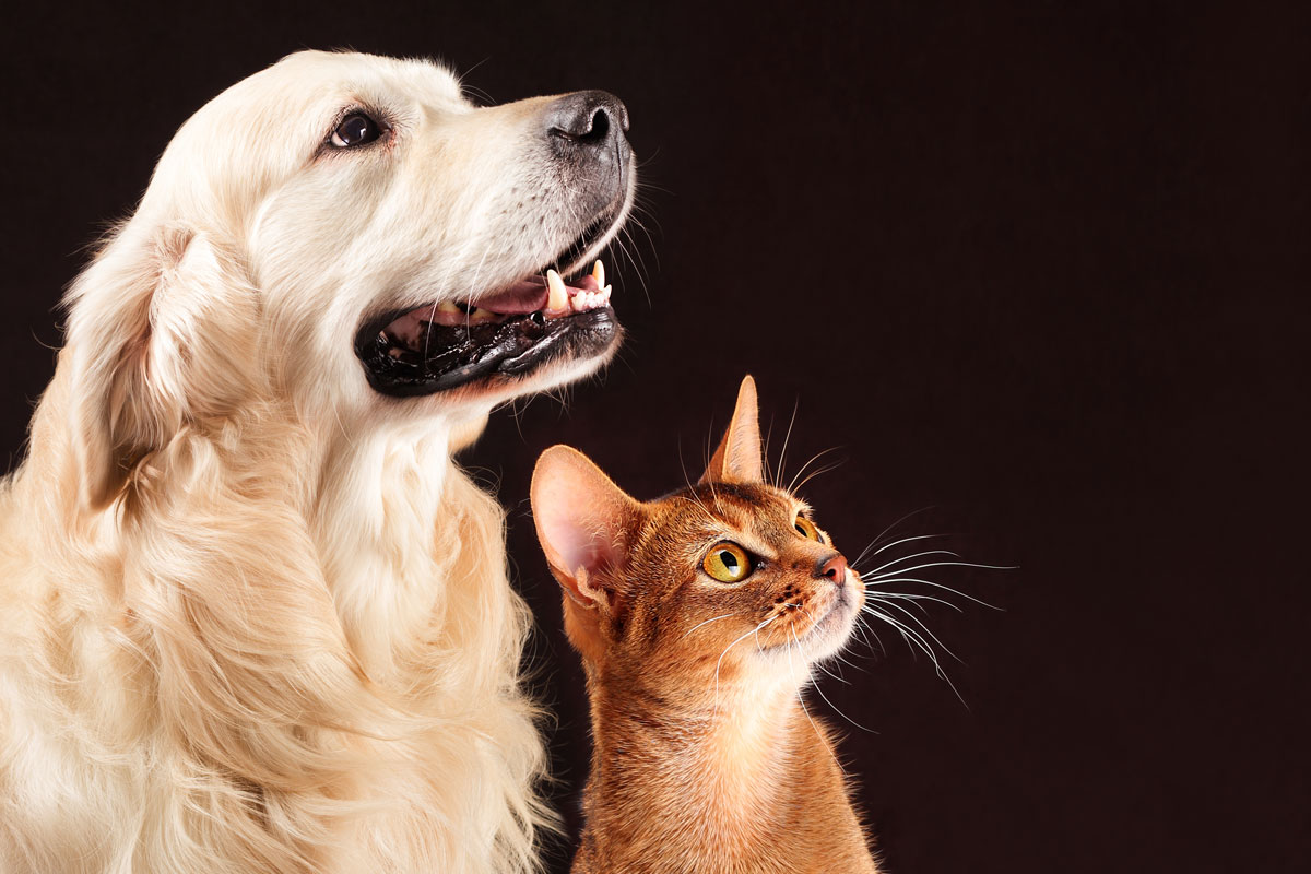 vuelven los premios bienestar animal de colvema vuelven los premios bienestar animal de colvema