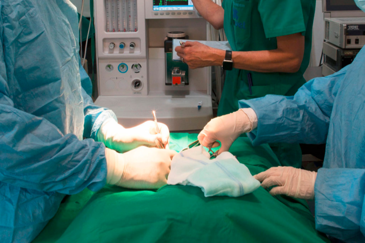 centro de referencia para veterinarios especializado en urgencias en barcelona centro de referencia para veterinarios especializado en urgencias en barcelona