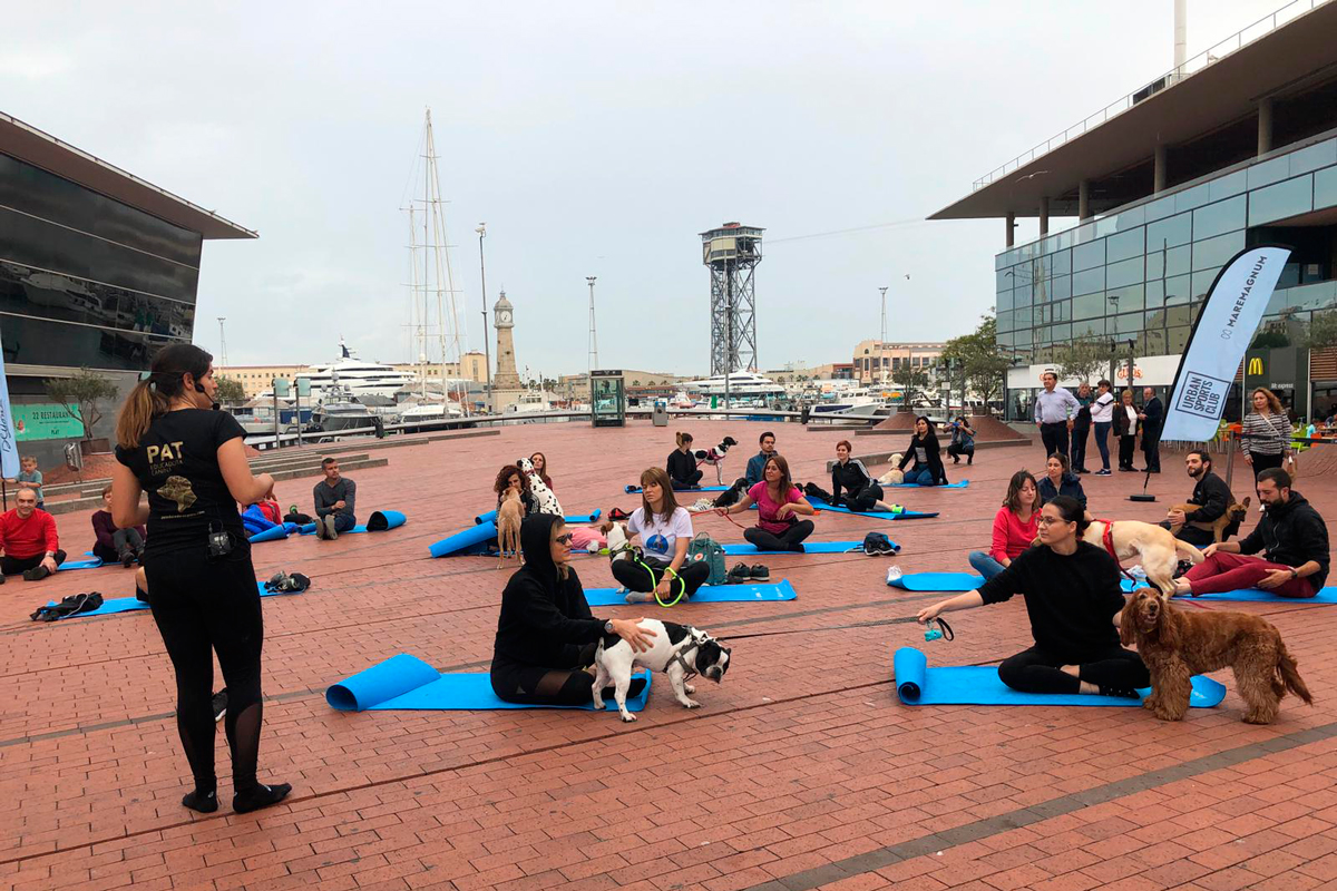 pat educadora canina y adaptilsupsup organizan sesiones de doga en barcelona pat educadora canina y adaptilsupsup organizan sesiones de doga en barcelona