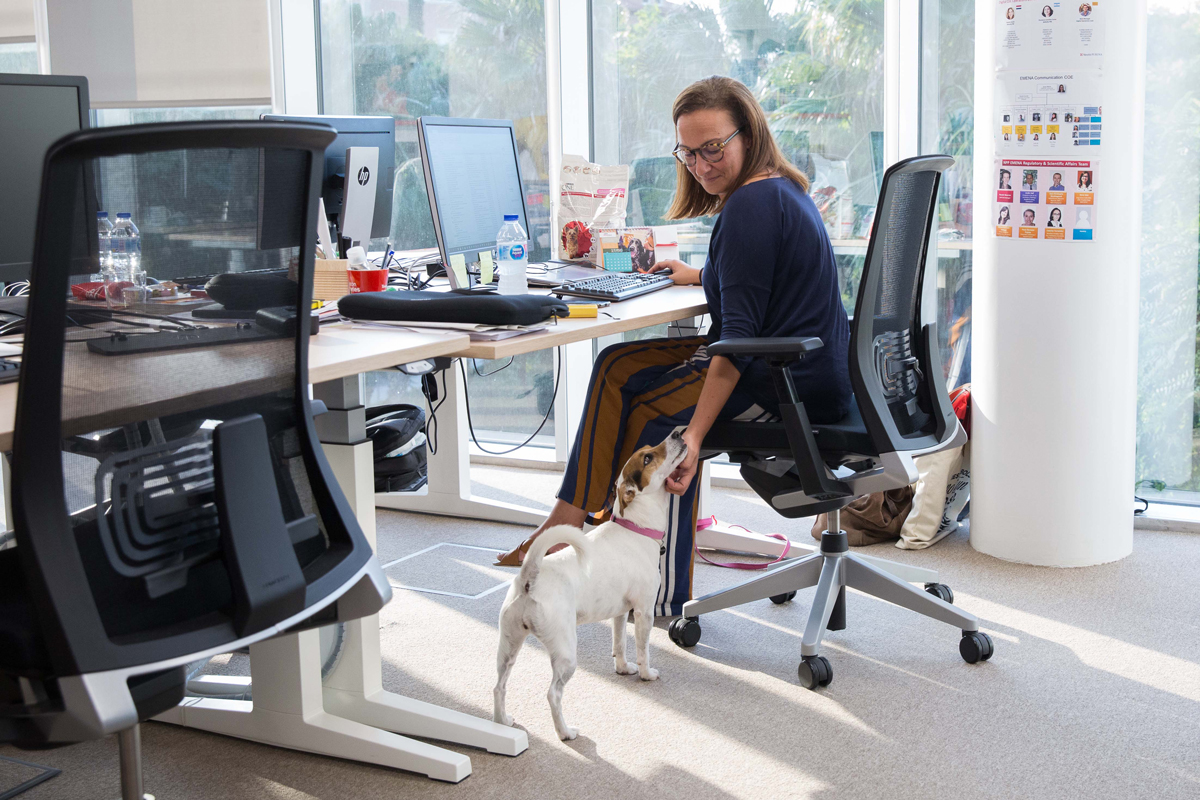 los empleados que llevan su mascota a la oficina muestran un 22 ms de satisfaccin en su trabajo los empleados que llevan su mascota a la oficina muestran un 22 ms de satisfaccin en su trabajo