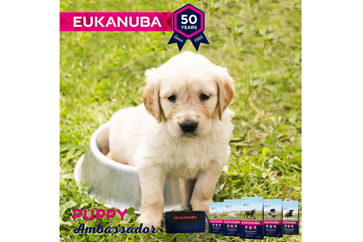 eukanuba busca el prximo puppy ambassador eukanuba busca el prximo puppy ambassador