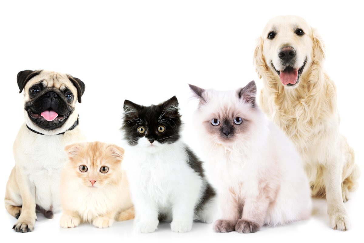 osuna renueva el convenio con el icov de sevilla para la identificacin de animales de compaa osuna renueva el convenio con el icov de sevilla para la identificacin de animales de compaa