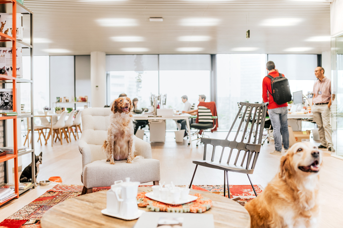 los perros pueden ser los mejores aliados para reducir el estrs en el trabajo los perros pueden ser los mejores aliados para reducir el estrs en el trabajo