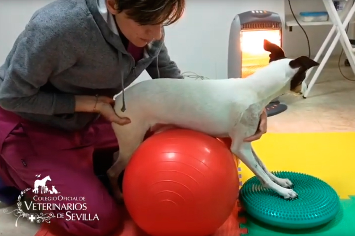 el cov de sevilla defiende la figura del veterinario rehabilitador el cov de sevilla defiende la figura del veterinario rehabilitador