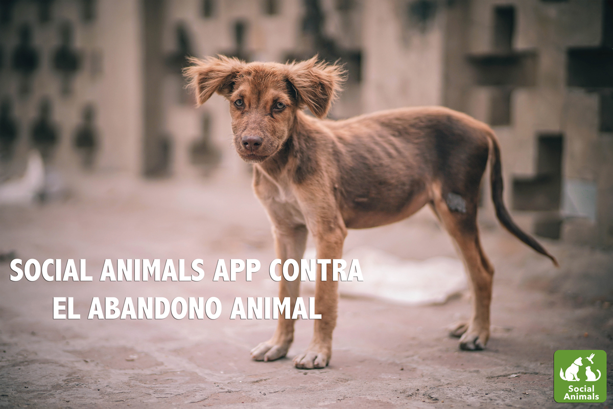 social animals app la red social que lucha contra el abandono animal social animals app la red social que lucha contra el abandono animal