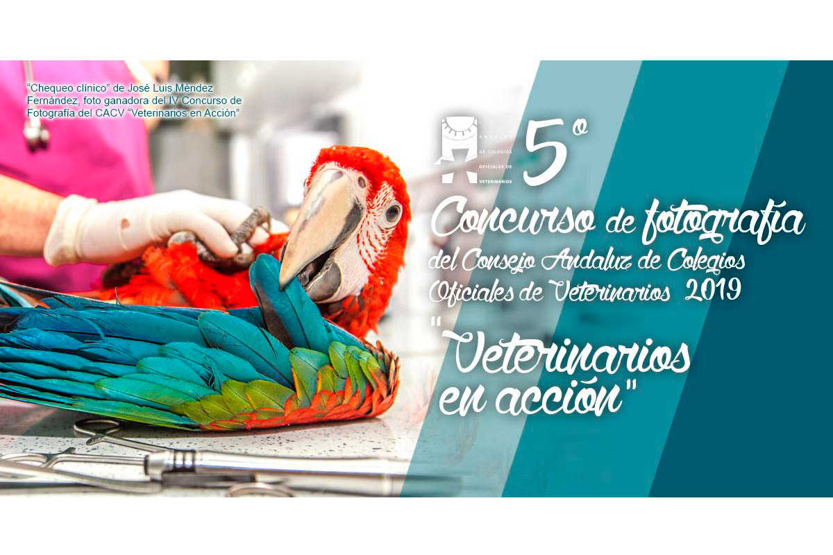 el consejo andaluz de colegios oficiales de veterinarios convoca el v concurso de fotografa veterinarios en accin el consejo andaluz de colegios oficiales de veterinarios convoca el v concurso de fotografa veterinarios en accin
