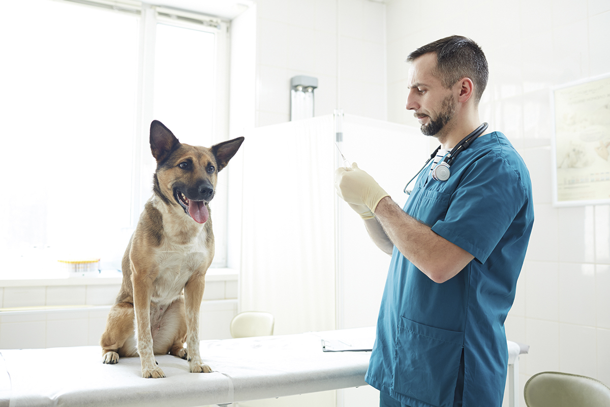 estamos en un momento muy importante y lleno de cambios para la veterinaria estamos en un momento muy importante y lleno de cambios para la veterinaria