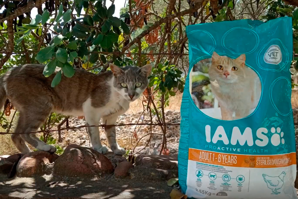 iams alimenta los gatos de la colonia felina godella iams alimenta los gatos de la colonia felina godella