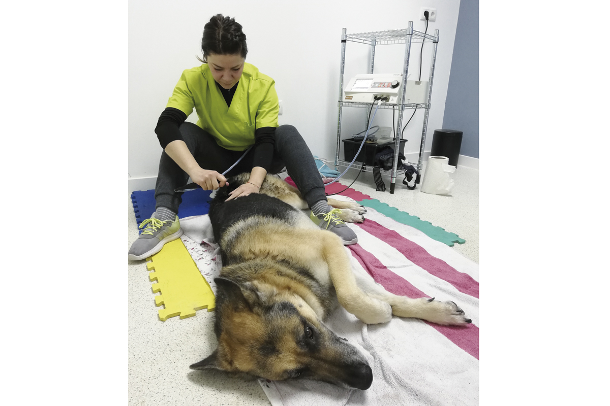 radiofrecuencia una nueva herramienta para la rehabilitacin animal radiofrecuencia una nueva herramienta para la rehabilitacin animal