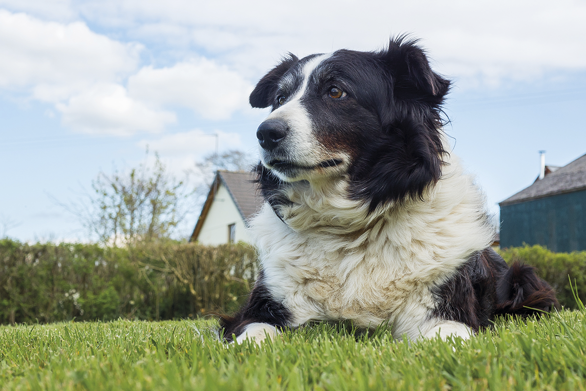 sndrome de disfuncin cognitiva en perros sndrome de disfuncin cognitiva en perros