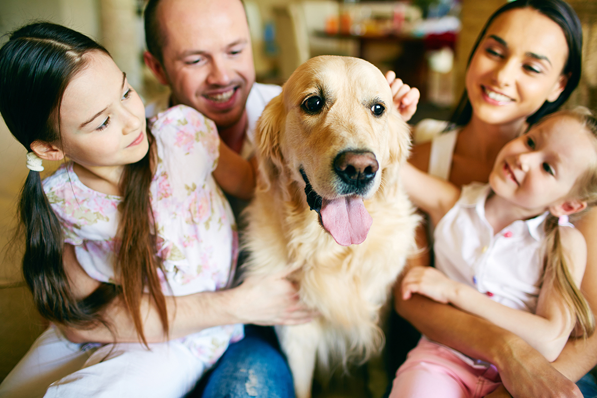 el sndrome de domesticacin de los animales deja de ser un enigma el sndrome de domesticacin de los animales deja de ser un enigma
