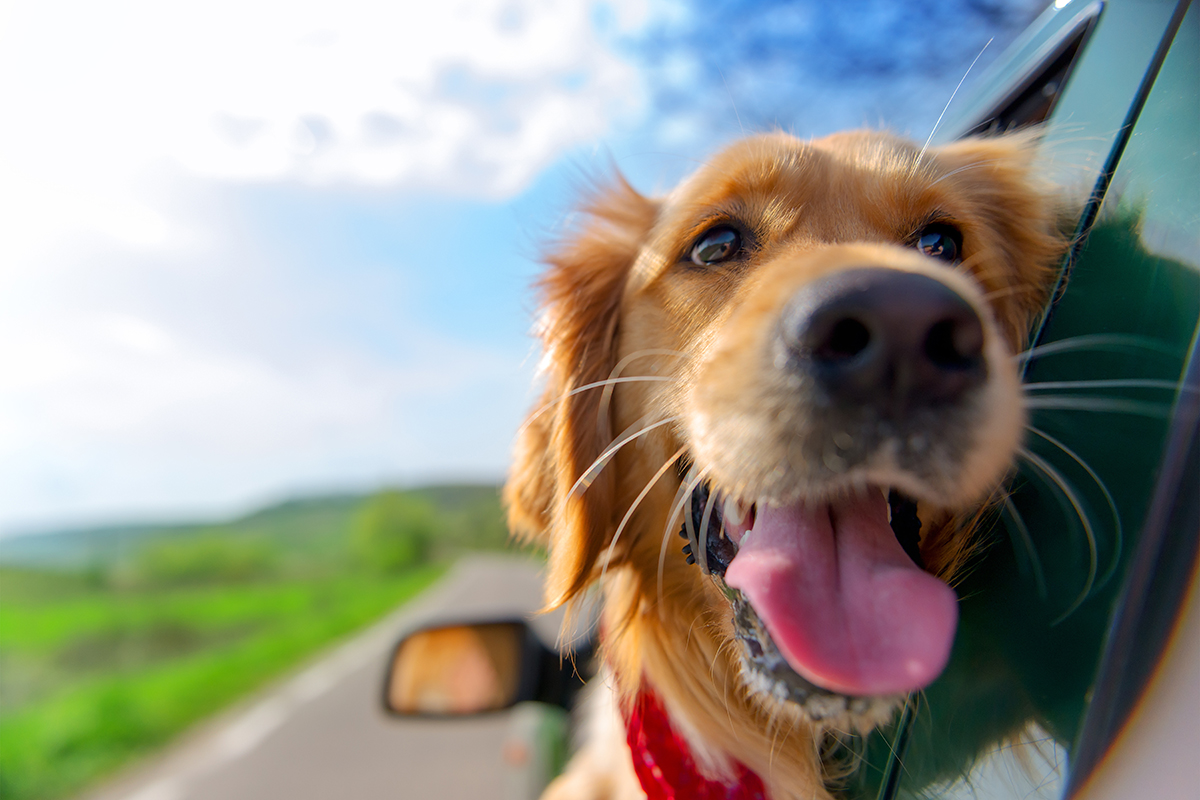 conoces-las-claves-para-viajar-con-mascota-en-verano