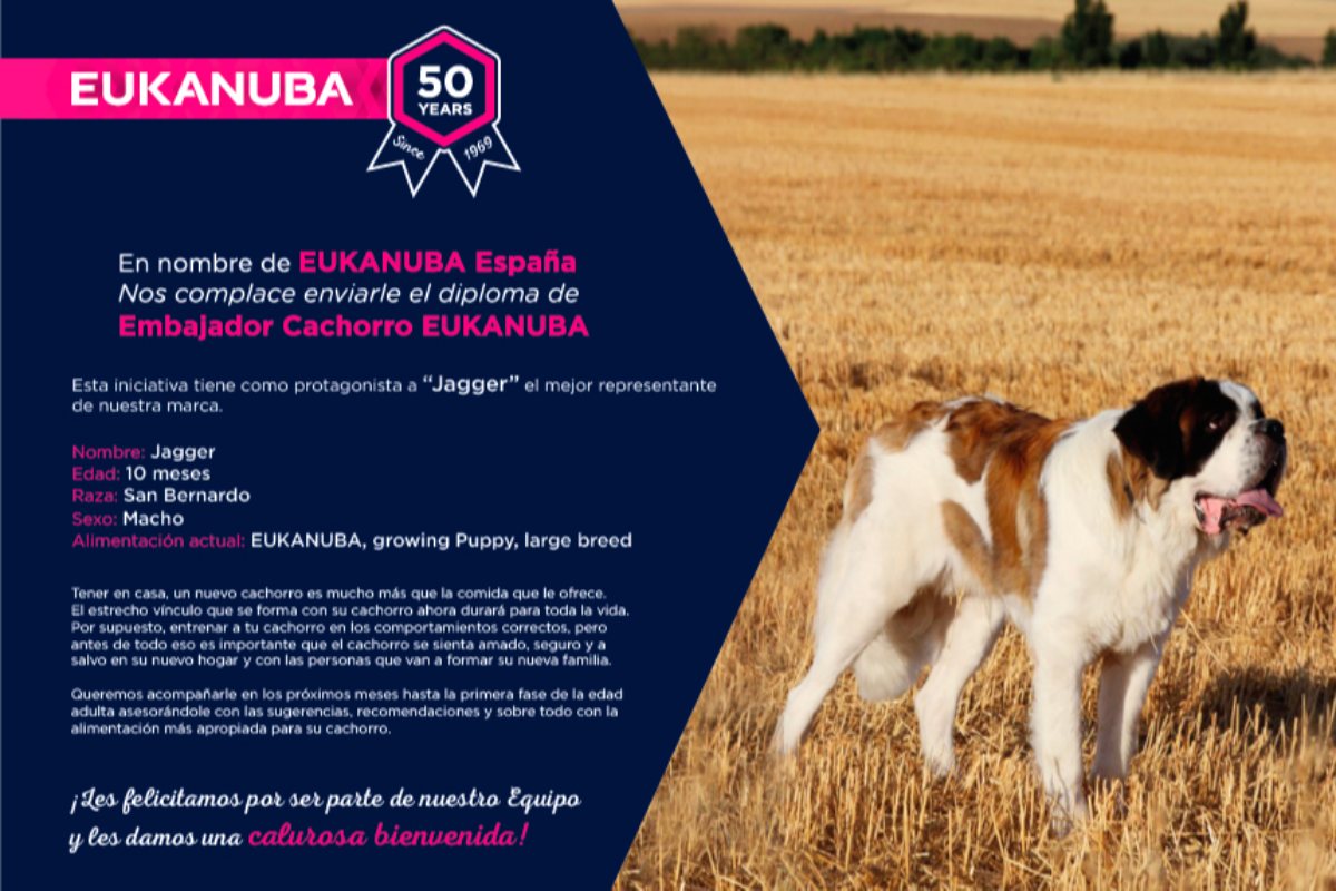 eukanuba ya tiene embajador es jagger un cachorro de san bernardo eukanuba ya tiene embajador es jagger un cachorro de san bernardo