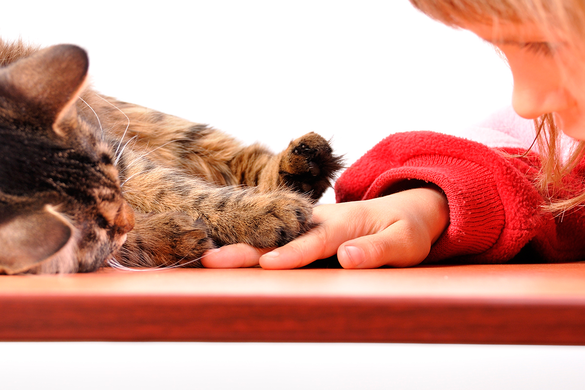 tu-gato-ha-empezado-a-orinar-en-un-lugar-inesperado-descubre-por-qu