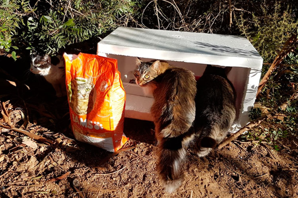 los-gatos-de-sa-gatonera-blanes-reciben-el-mejor-de-los-regalos-de-la
