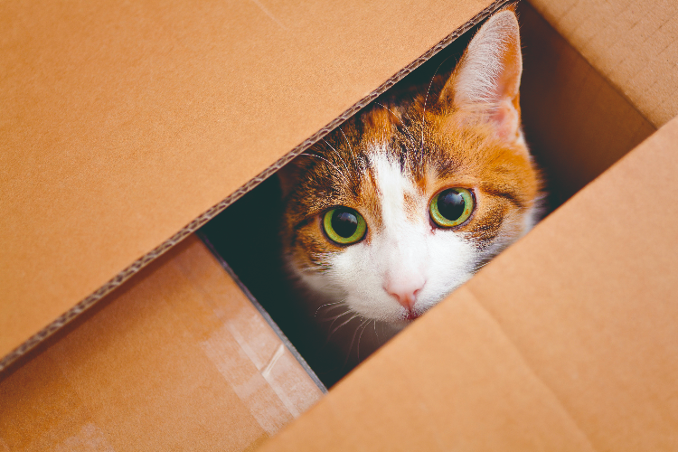 los-8-metodos-para-que-tu-gato-deje-de-morder-y-aranar