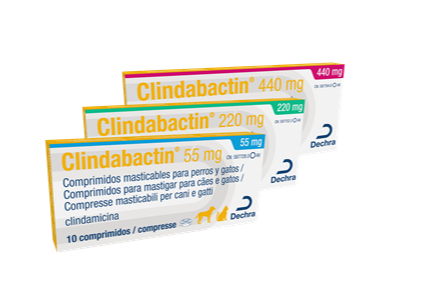 dechra-completa-su-gama-de-antibioticos-con-clindabactin