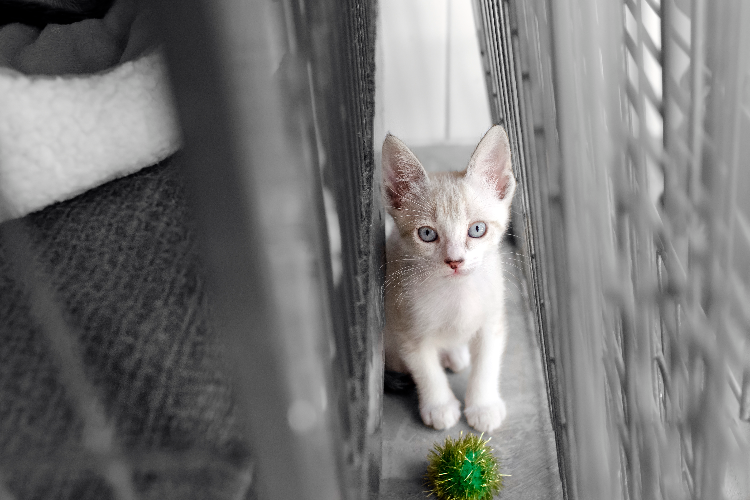 ¿Cómo juegan los gatos a medida que crecen? IM Veterinaria