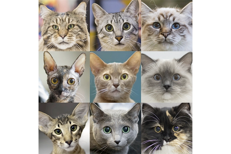 el-mayor-estudio-sobre-gatos-desvela-siete-rasgos-de-personalidad-y