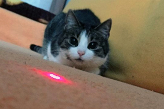 Puntero Laser Gato