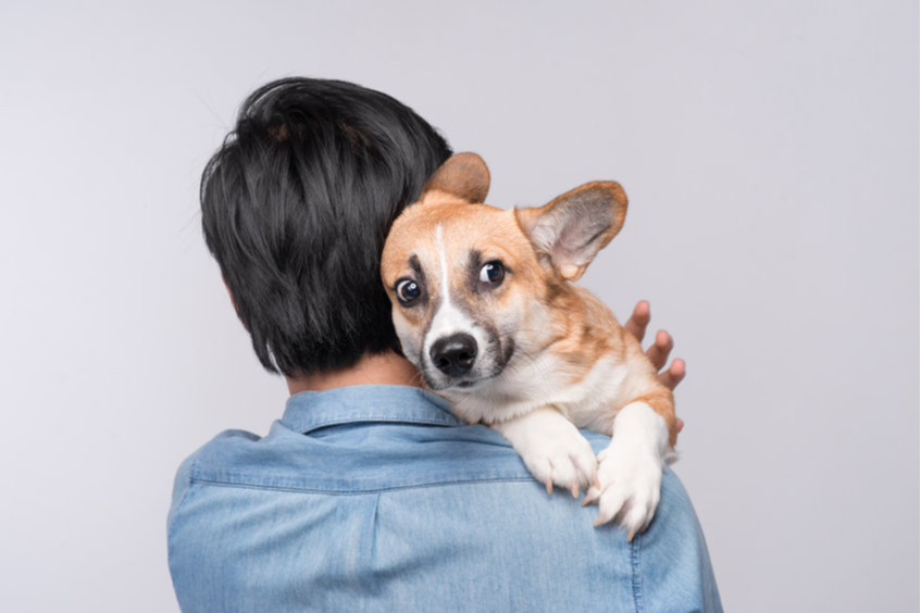 comportamientos-relacionados-con-el-estres-en-perros-de-compania-ex