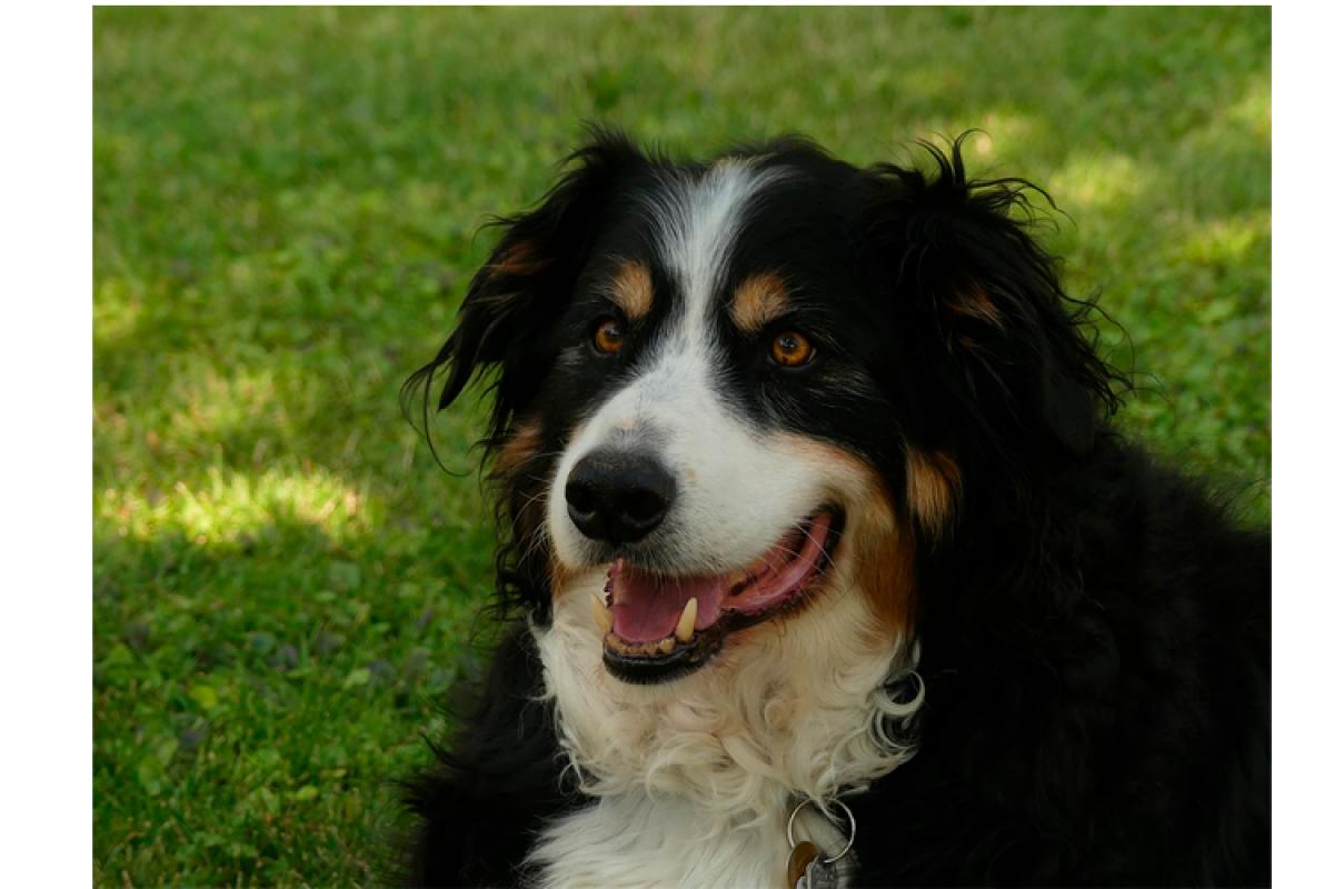 счастливы вместе сериал барон. сериал счастливы вместе собака барон. барон из счастливы вместе. барон собака букиных. счастливы вместе собака барон.