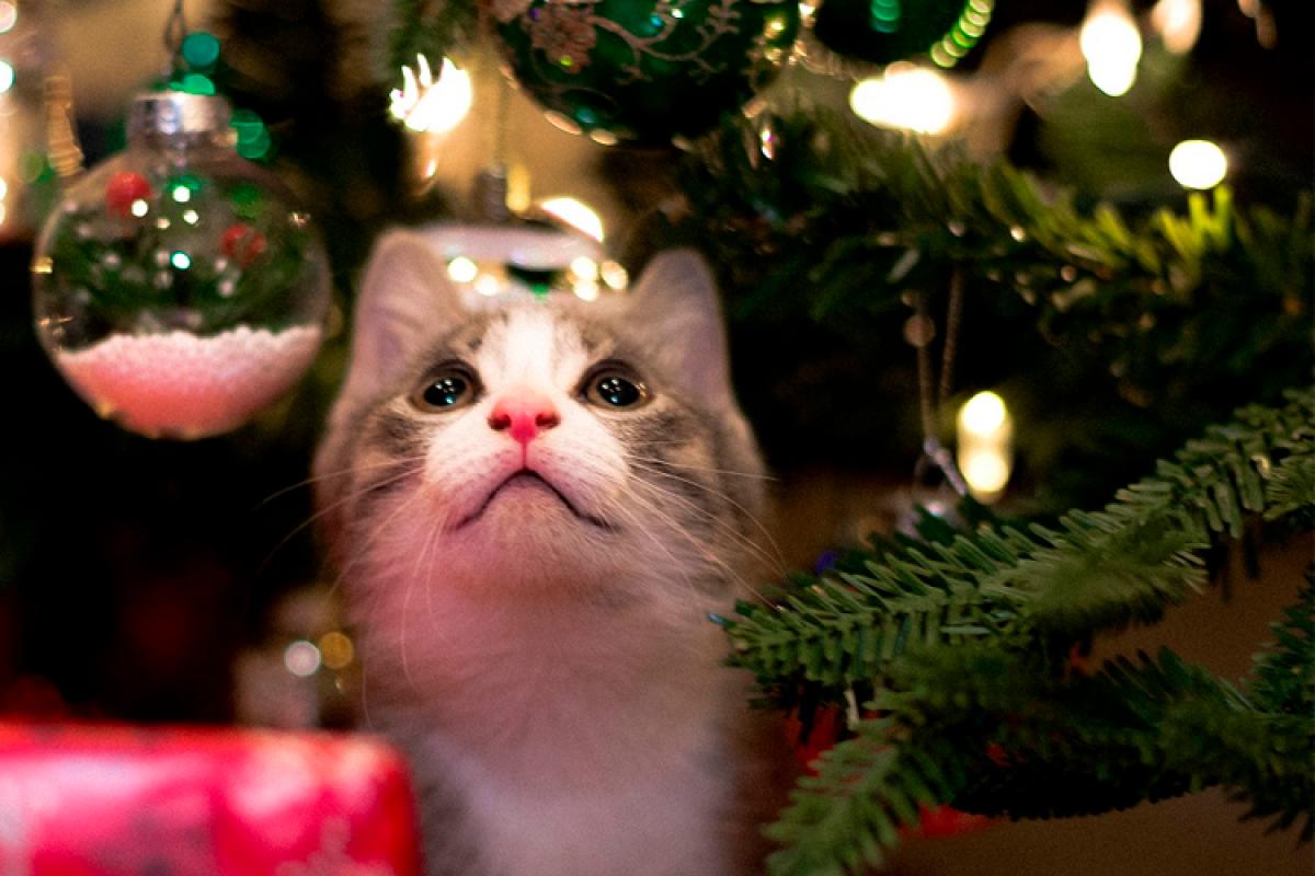 Regalos ideales para gatos en Navidad | IM Veterinaria