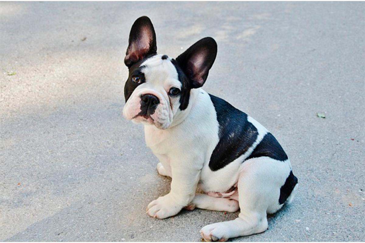 los-bulldogs-franceses-sin-pelo-pueden-tener-serios-problemas-de-salud