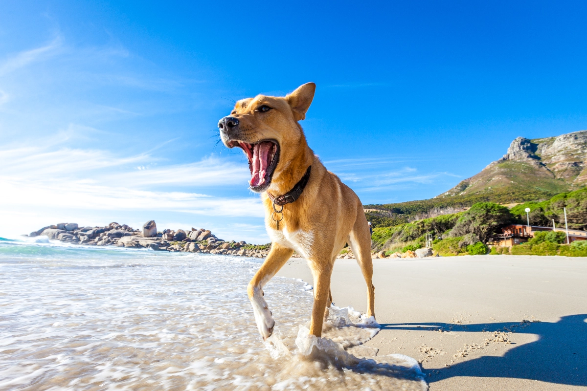 playas-para-perros-en-espana-en-que-comunidades-autonomas-hay-m