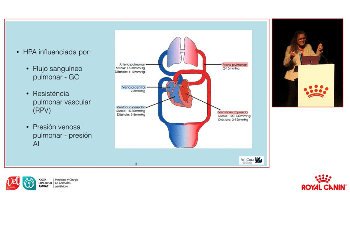 congreso-amvac-hipertension-arterial-pulmonar-en-perros