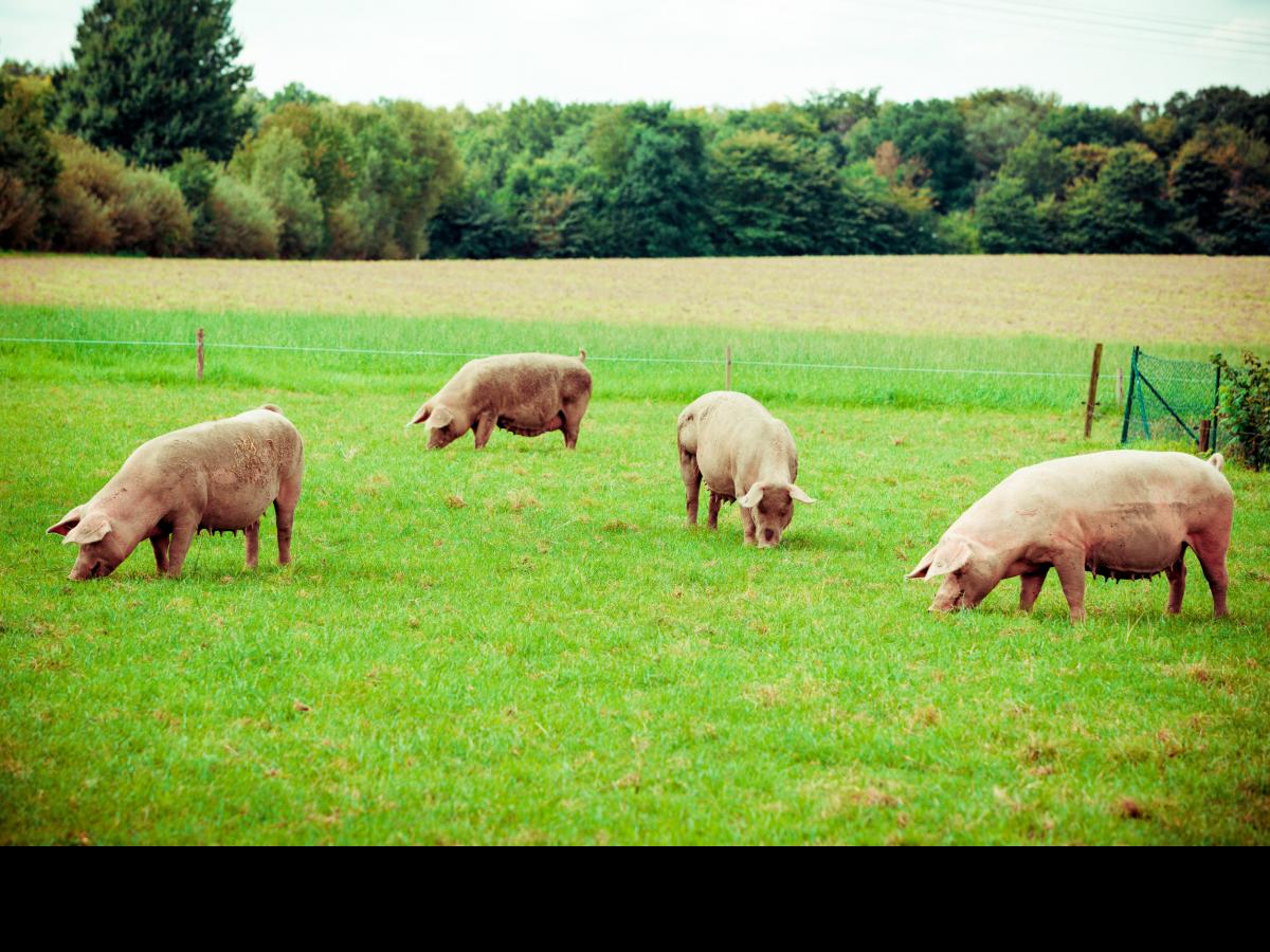 andalucia-es-donde-mas-carne-porcina-ecologica-se-produce-de-espa