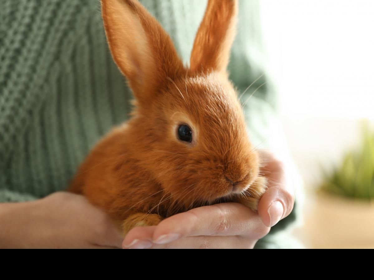 lagomorfos-y-roedores-mascotas-cada-vez-mas-extendido-en-europa